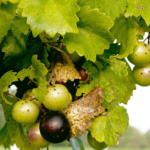 What color of grapes are the healthiest?