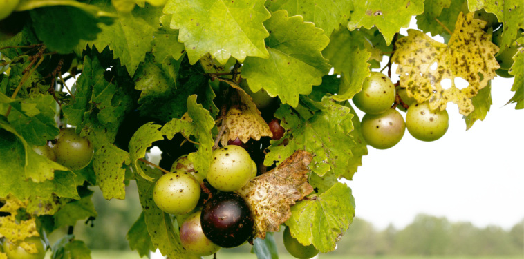 What color of grapes are the healthiest?