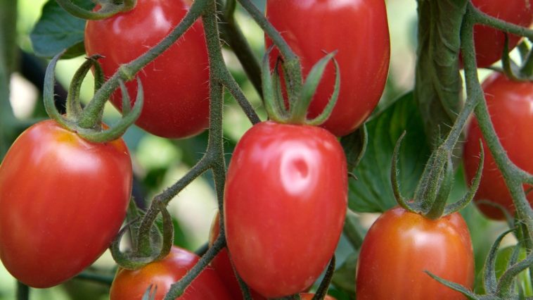 What color tomato is the sweetest?