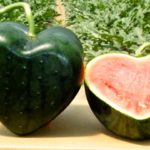 What color watermelon is best?