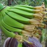 What country consumes the most plantains?