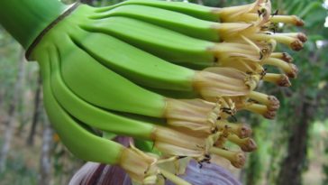 What country consumes the most plantains?