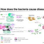 What disease does Lactobacillus cause?