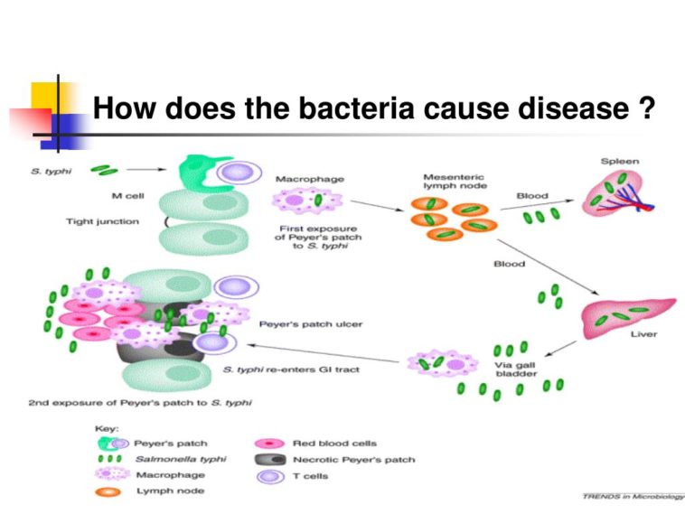 What disease does Lactobacillus cause?
