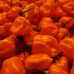 What do I do with all my habanero peppers?