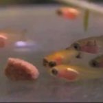 What do Mickey fish eat?