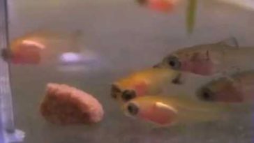 What do Mickey fish eat?