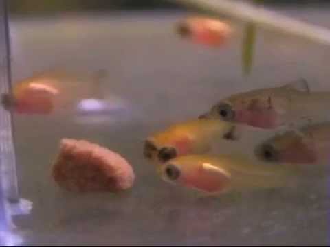 What do Mickey fish eat?