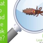 What do RainWings look like?