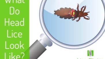 What do RainWings look like?