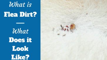 What do fleas hate the most?