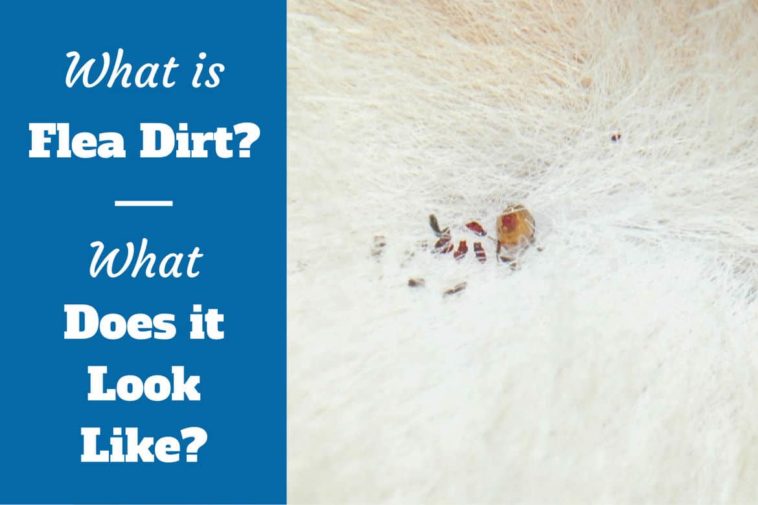 What do fleas hate the most?