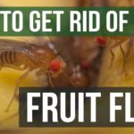 What do fruit flies hate?