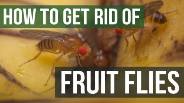 What do fruit flies hate?