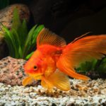 What do goldfish like in their tank?