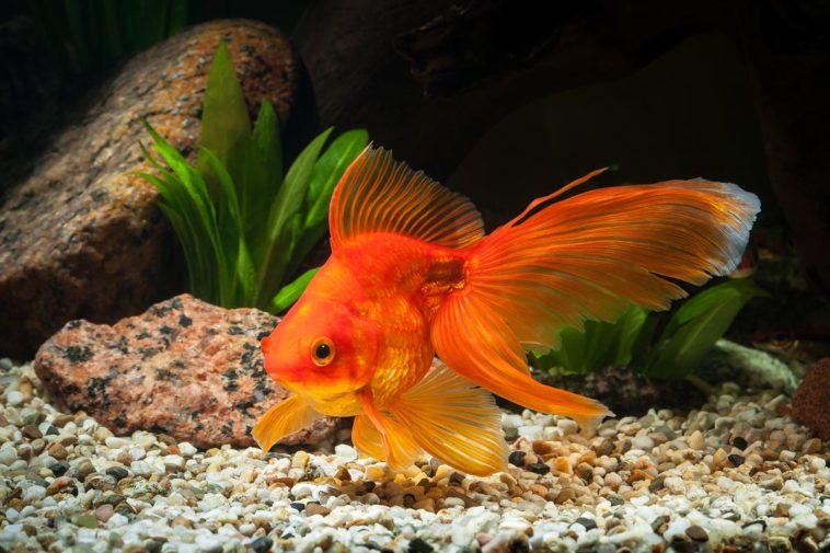 What do goldfish like in their tank?