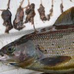 What do huge trout eat?