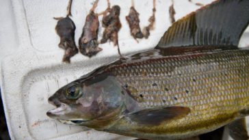 What do huge trout eat?