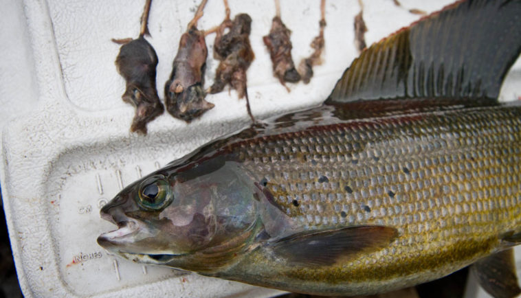 What do huge trout eat?