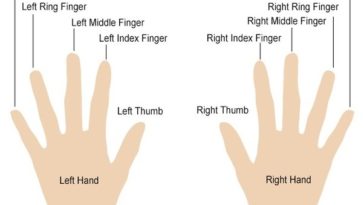 What do long fingers mean on a girl?