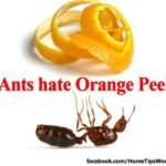 What do orange peels repel?