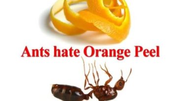 What do orange peels repel?