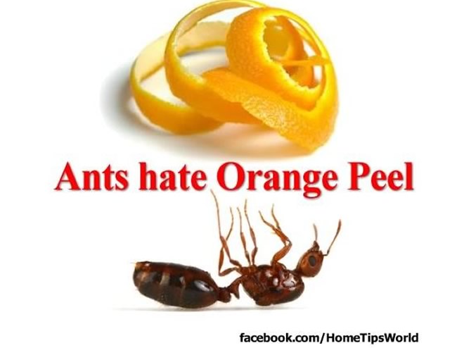 What do orange peels repel?