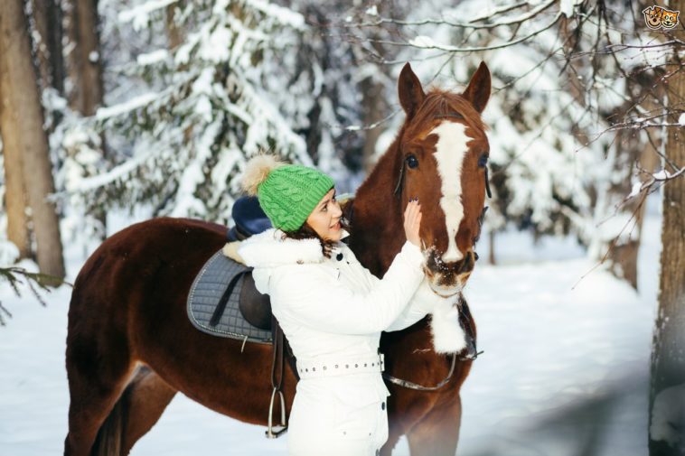 What do you buy a horse lover for Christmas?