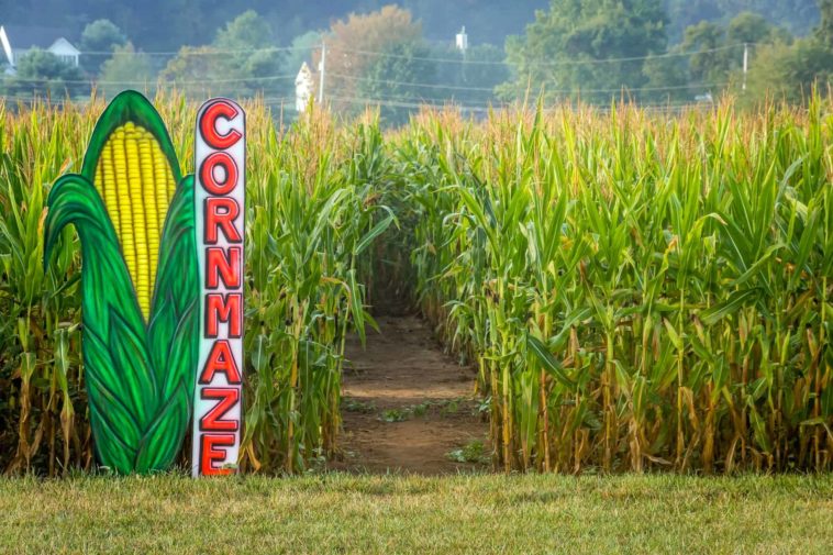 What do you do at a corn maze?