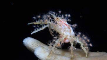 What do you feed decorator crabs?