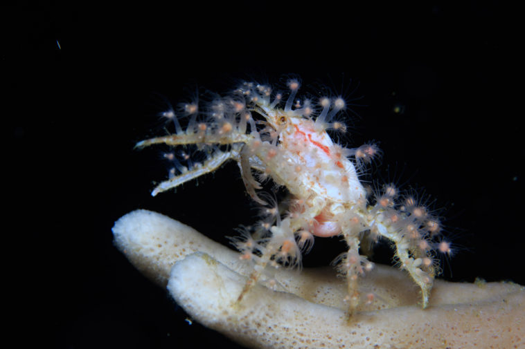 What do you feed decorator crabs?