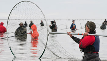 What do you wear to dip netting?