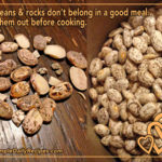 What does a bad pinto bean look like?