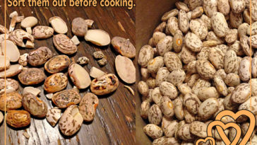 What does a bad pinto bean look like?