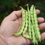 What does a greasy bean look like?