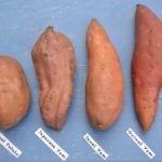 What does a sweet potato look like?