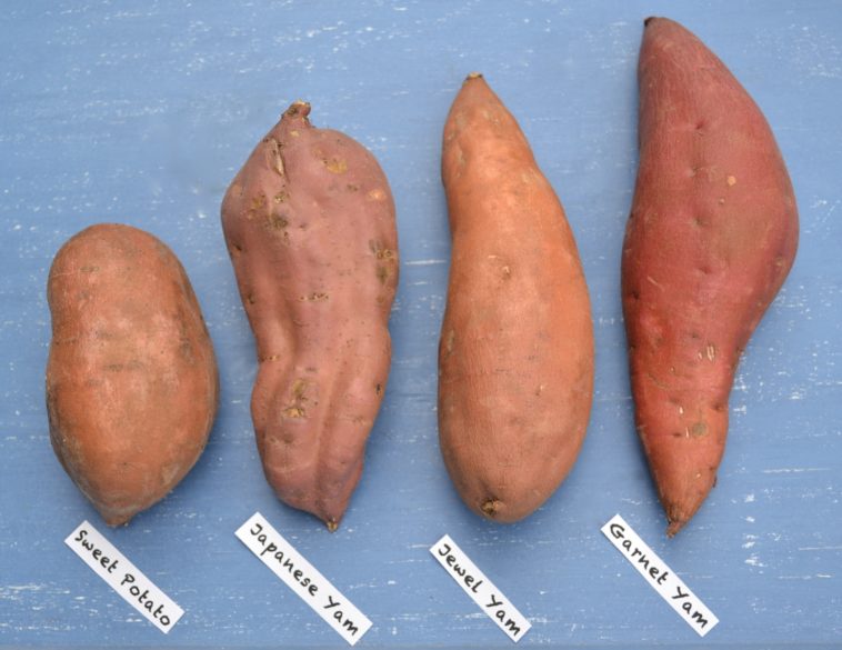 What does a sweet potato look like?
