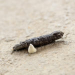 What does alligator poop look like?