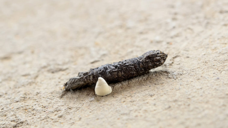 What does alligator poop look like?