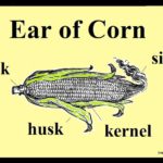 What does an ear of corn symbolize?