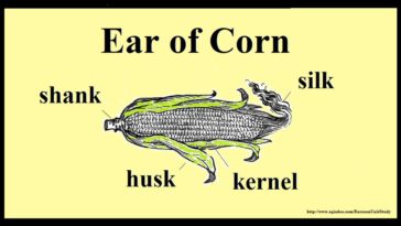 What does an ear of corn symbolize?
