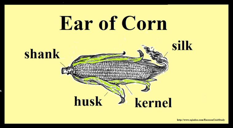 What does an ear of corn symbolize?