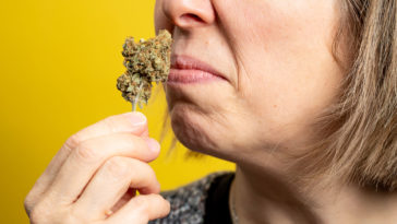 What does bad cornmeal smell like?