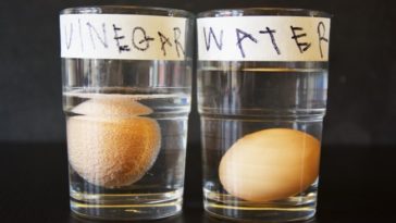 What does coke and vinegar do to an egg?