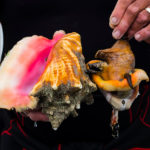 What does conch meat taste like?