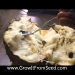 What does graviola look like?