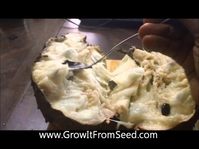 What does graviola look like?