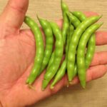 What does greasy beans look like?