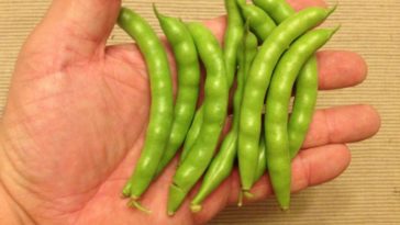 What does greasy beans look like?