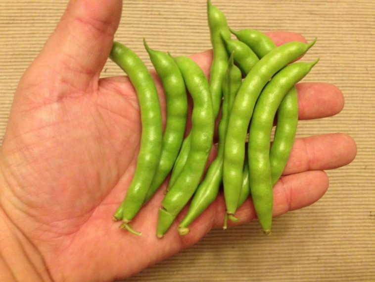 What does greasy beans look like?